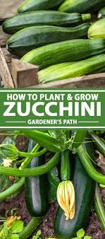 How To Plant And Grow Zucchini Squash Gardener S Path Vegetable Garden Tips Backyard Vegetable Gardens Zucchini