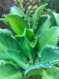 Image result for Bryophyllum