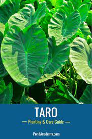 The most ideal time to transplant elephant ear plants is during spring when the last frost has passed. How To Plant Taro In A Pond Care Grow Guide In 2021 Plants Taro Plant Pond Plants