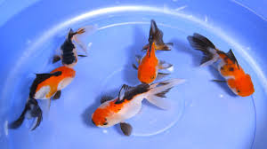 On this video i will show you how to change your goldfish color naturally by using proper care & feeding! Panda Oranda Goldfish Tri Color Fish 1 2 Youtube