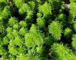 今日の水草ファーム 14年9月22日 Sonoアクアプランツファーム水草情報局