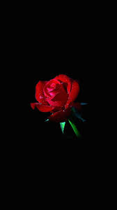 Black And Red Rose Wallpaper Pin By Wurth It On Wallpapers Dark Wallpaper Rose Wallpaper Flower Wallpaper