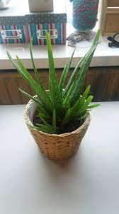 Maybe you would like to learn more about one of these? Aloe Vera Plant Luchtzuiverend En Rieten Mand Pot Bij Ikea Aloe Vera Plant Aloe Vera Plant Indoor Plants