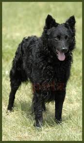 Pin By Dog Breeds On Dog Breeds Dog Breeds Hungarian Dog Dogs