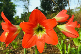 Image result for Hippeastrum puniceum