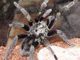 Euathlus truculentus or euathlus pulcherrimaklaasi sp. My Mature Male Euathlus Pulcherrimaklaasi Album On Imgur