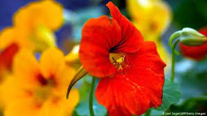 Check spelling or type a new query. Flower Power 9 Flowers You Can Eat Lifestyle Dw 25 07 2016