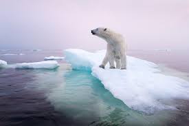 Polar Bear Numbers Plummeting In Alaska Canada What About