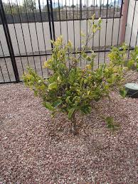 In spring, plan to relocate before the tree starts sprouting. A 2 Year Old Fruit Tree Requires Specialized Care When Transplanting Las Vegas Review Journal
