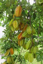 Stark® montmorency pie cherry (122) starting at $59.99. Star Fruit Seeds Plantshop Me