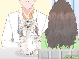 How to stop a dog from humping and mounting—general tips rule out medical problems. 3 Ways To Stop A Dog From Humping Wikihow