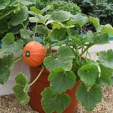 Windsor Hybrid Patio Pumpkin Growing Pumpkins Pumpkin Vegetable Garden Seeds
