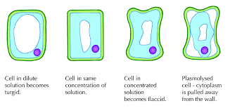 !xplain how incubation plant tissues in a series of. Wilting And Guttation Support And Transport Systems In Plants Siyavula