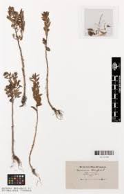 Image result for Hionanthera