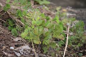 Image result for Actiniopteris radiata