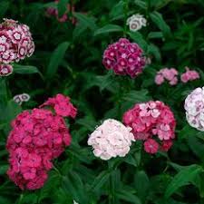 Summer Sundae Sweet William Finegardening Sweet William Flowers Sweet William Dianthus Barbatus