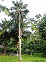 Image result for Elaeis guineensis