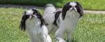 PuppyFind | Japanese Chin Puppies for Sale