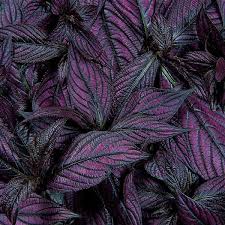 Image result for Kotschya strobilantha