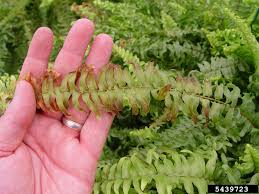Jul 25, 2017 6:51 pm cst. My Fern Has Brown Tips Reasons For Garden Ferns Turning Brown At Tips