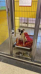 When you adopt love, you're changing their life and yours. Latest Updates From Ames Animal Shelter Facebook