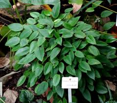 Image result for Begonia poculifera