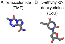 Image result for Temozolomide