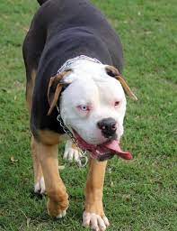 These are the absolute rarest bulldog colors out there. Pin On Dog Diy Buzzfeed