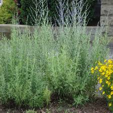 Image result for perovskia atriplicifolia 'little spire'