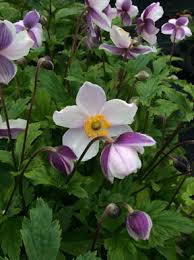 Image result for Anemone transvaalensis