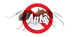 We answer our phone 24/7, and work 7 days a week, but most of our field work is done within these hours: Pest Control Services Hoosier Termite Pest Control Clarksville