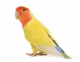 Peach Faced Lovebird Care Guide Info Price Love Birds Face Peach