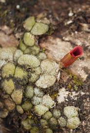 Image result for Stolzia cupuligera