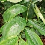 Image result for Morinda lucida