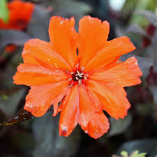 Scharlach Lichtnelke Vesuvius Pflanzen Rote Blatter Und Nelken