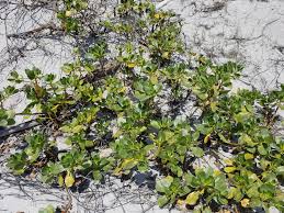 Image result for Scaevola plumieri