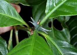 Image result for Psychotria peduncularis
