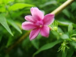 Image result for Jasminum bakeri