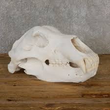 Pin By Antonio Holguin On Skulls Bear Skull Kodiak Brown Bear Skulls For Sale