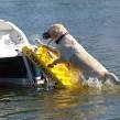 Doggy ladder for boat