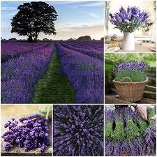 100 Vera Lavender Seeds English Lavender Herb True Lavender Perennial Herb 