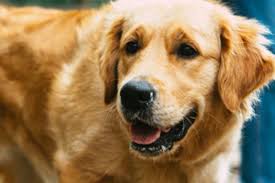 Find golden retriever puppies in canada | visit kijiji classifieds to buy, sell, or trade almost anything! Yq3pz71mtj55um