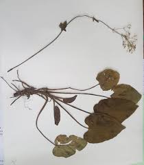 Image result for Fimbristylis scabrida