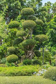 Hier finden sie garantiert anregungen, welchen baum sie in ihren garten pflanzen könnten. Schone Bonsai Baum Im Garten Lizenzfreie Fotos Bilder Und Stock Fotografie Image 20479021