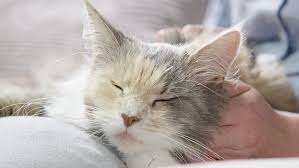Now you know how to decipher if your cat is pregnant. Cat Pregnancy Everything You Need To Know Purina