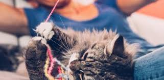 Gatos: Estos son los 9 errores más frecuentes que cometes con tu mascota