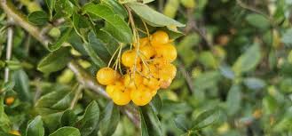 Image result for Pyracantha coccinea soleil d'or