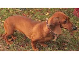 This is a place for owners and lovers of the wonderful dog breed, dachshund! Pros Cons Of A Dachshund Dog Breeds Youtube