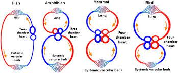 Comparative Circulatory Systems In Fish Amphibians Mammals And Download Scientific Diagram