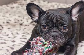 Sadly, many french bulldog owners end up having to give up their dog for adoption when they find themselves unable to pay for the medical bills. French Bulldog Teething Phases What To Expect